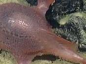 First Footage Rare Anglerfish