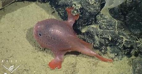 First Footage Of Rare Anglerfish