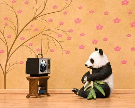Pandas Expressed: The Top 10 Animal Panda Lookalikes