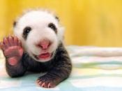 Pandas Expressed: Animal Panda Lookalikes