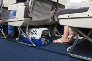 Pets must fit under the seat in front of you: image via blog.dachs2danes.com