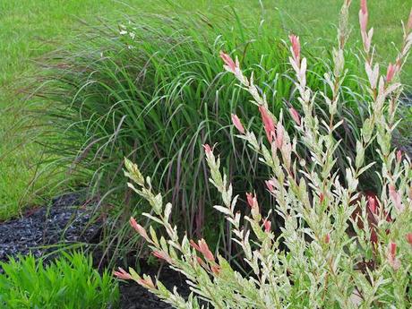 Salix integra (Dappled Willow) 'Hakuro Nishiki'