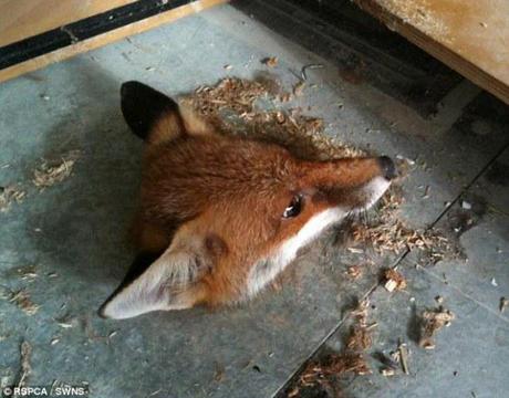 Construction workers were welcomed to work by this odd image of a fox's head stuck in a hole. Photo: RSPCA