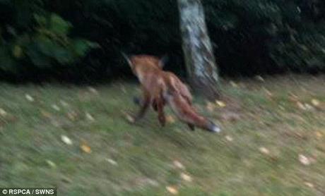 The fox was rescued without injuries and ran off into the woods to go about his day. Photos: RSPCA