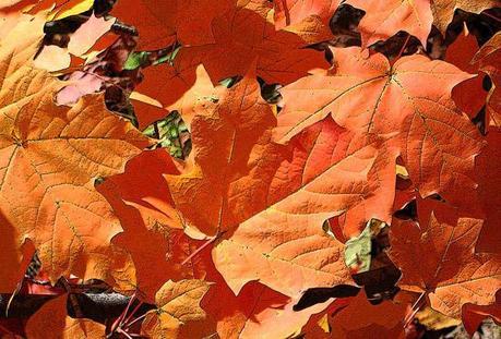 burnt orange ann horn Fall Color ~ Designing with Orange and Prize Winner HomeSpirations