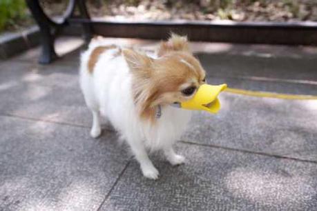 Quack Muzzle Is A Duckface For Dogs