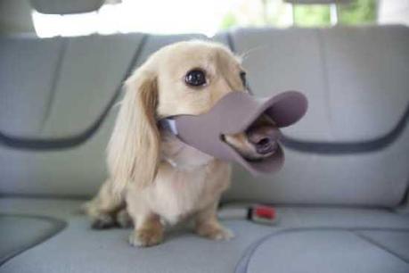 Quack Muzzle Is A Duckface For Dogs