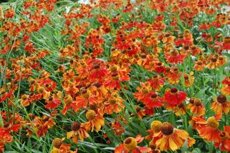 Helenium 'Rubinzwerg' (28/07/2012, Kew Gardens, London)