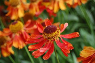 Helenium 'Rubinzwerg' Flower (28/07/2012, Kew Gardens, London)