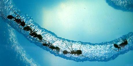 Scientists Discover The 'Anternet'