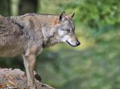 Gray Wolves Longer Endangered Allowed Killed