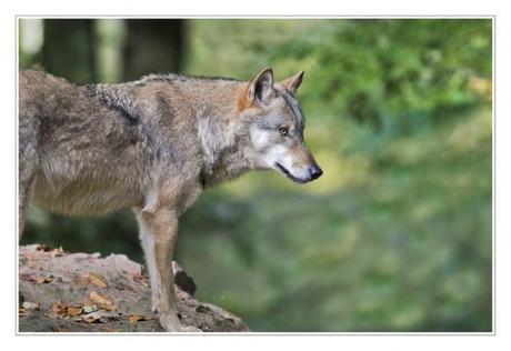 Gray wolves no longer endangered but allowed to be killed