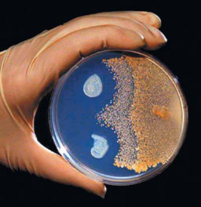  Bacillus subtilis (Image: Lawrence Livermore National Laboratory)