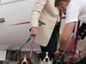 Dogs ‘Furs’ Class Charter Flights