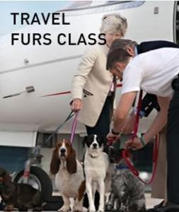 Dogs Fly ‘Furs’ Class on Charter Jet Flights