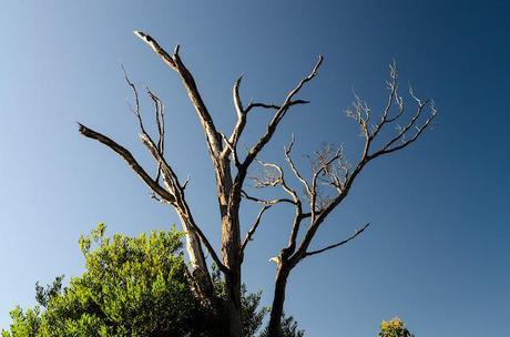 eucalypt branches