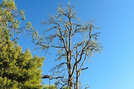 eucalypt tree at moleside camp