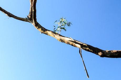 eucalypt branch