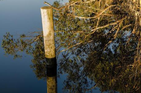 reflections of trees and wooden post on glenelg river