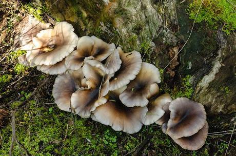 fungi at base of tree