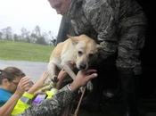 Dogs Rescued from Hurricane Isaac Adoption Massachusetts