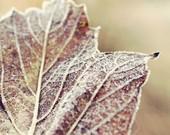 Autumn Maple Leaf Photography Print  - First Frost - Warm Taupe Brown Woodland Autumn Leaf Wall Art (10x8) - JessaMaePhoto