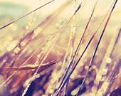 Golden grasses - abstract nature, bokeh, golden light - - runpoppyrun