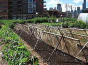 Urban Farming