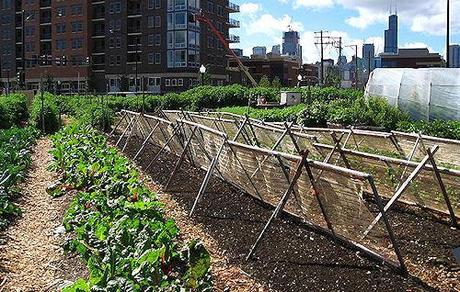 Urban Farming