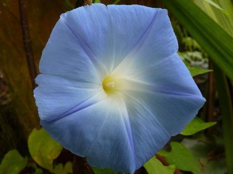 purple morning glory flower