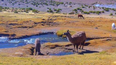 Uyuni and The Salt Flats; Bolivia