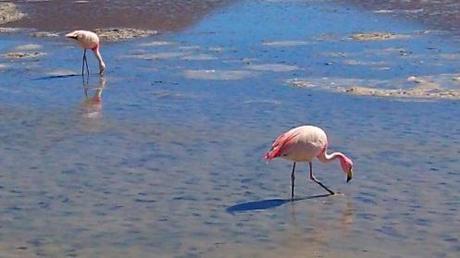 Uyuni and The Salt Flats; Bolivia