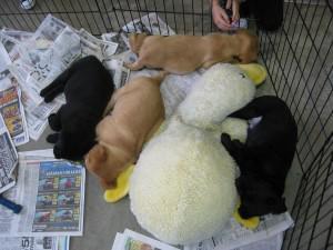 puppies at the seeing eye foundation