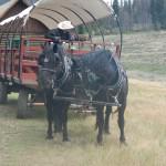 Wagon Ride Horses