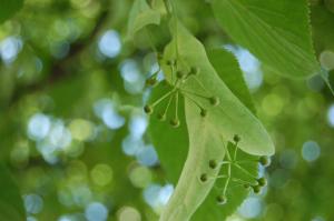 Tilia cordata flower (26/05/2011, Prague)