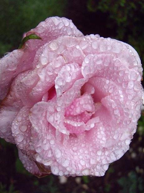 The Tao of Raindrops on Roses