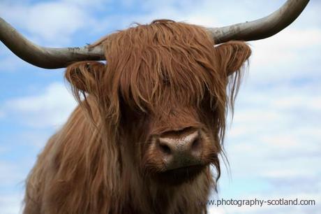 Photo - Highland cow on Lismore island, Scotland