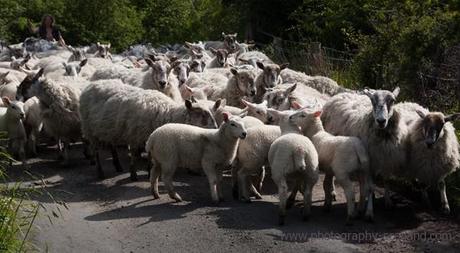 Photo - herding sheep n Lismore, Scotland
