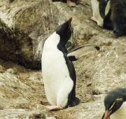 Rockhopper Penguin