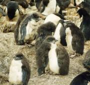 Rockhopper Penguin