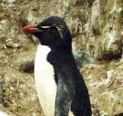 Rockhopper Penguin