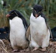 Rockhopper Penguin