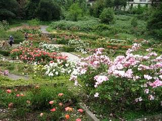 Oakland Rose Garden: A Hidden Gem