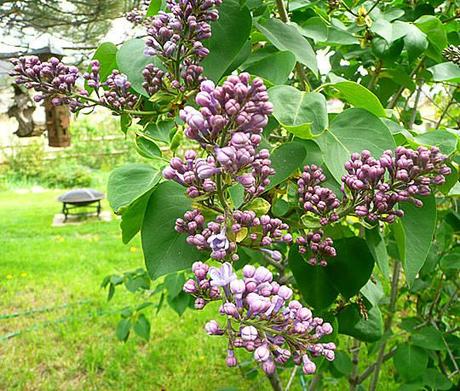 Fancy Flowering Fruits