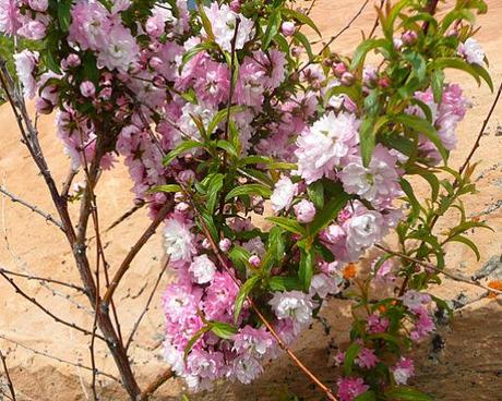 Fancy Flowering Fruits