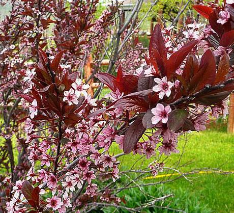 Fancy Flowering Fruits