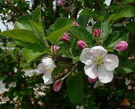 Fancy Flowering Fruits