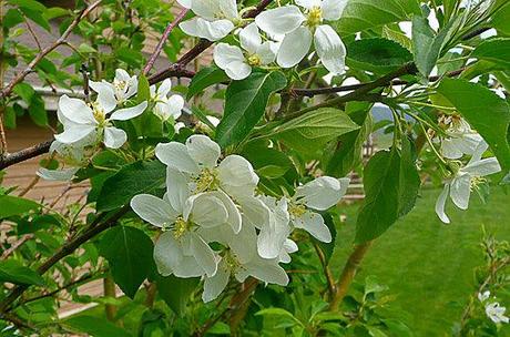 Fancy Flowering Fruits