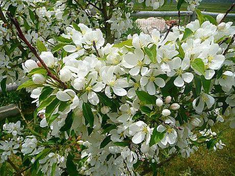 Fancy Flowering Fruits