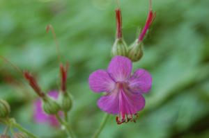 Geranium macrorrhizum flower (26/05/2011, Prague)